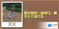 疯狂动物园图鉴