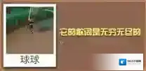 疯狂动物园女神