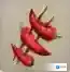 不休的乌拉拉烤辛辣椒怎么做 材料制作配方攻略