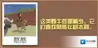 疯狂动物园丛林野牛怎么抓 丛林野牛属性图鉴